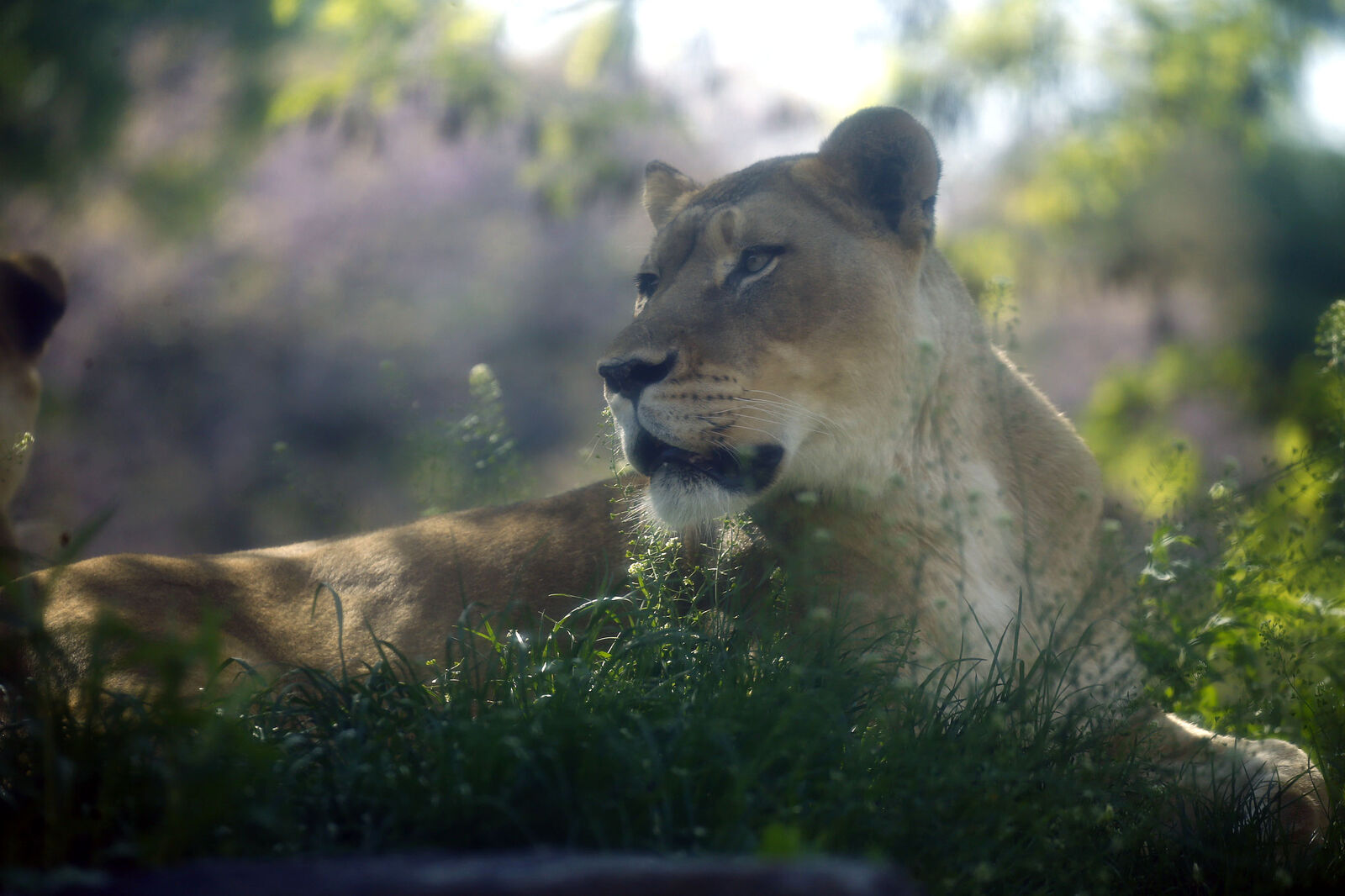 Watchful Eyes